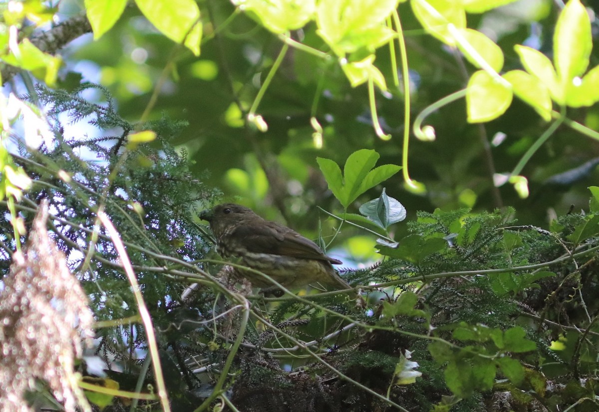 Tooth-billed Bowerbird - ML642120249