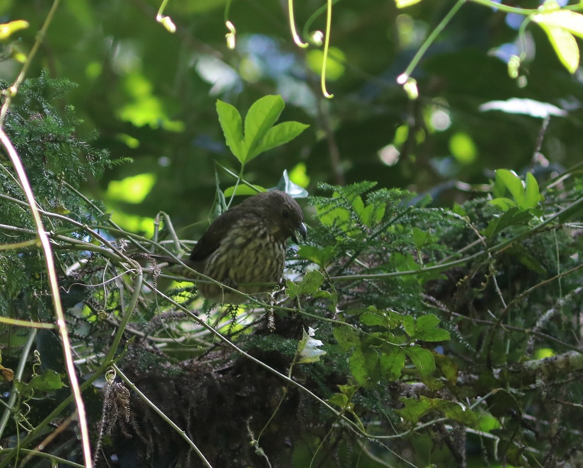 Tooth-billed Bowerbird - ML642120250