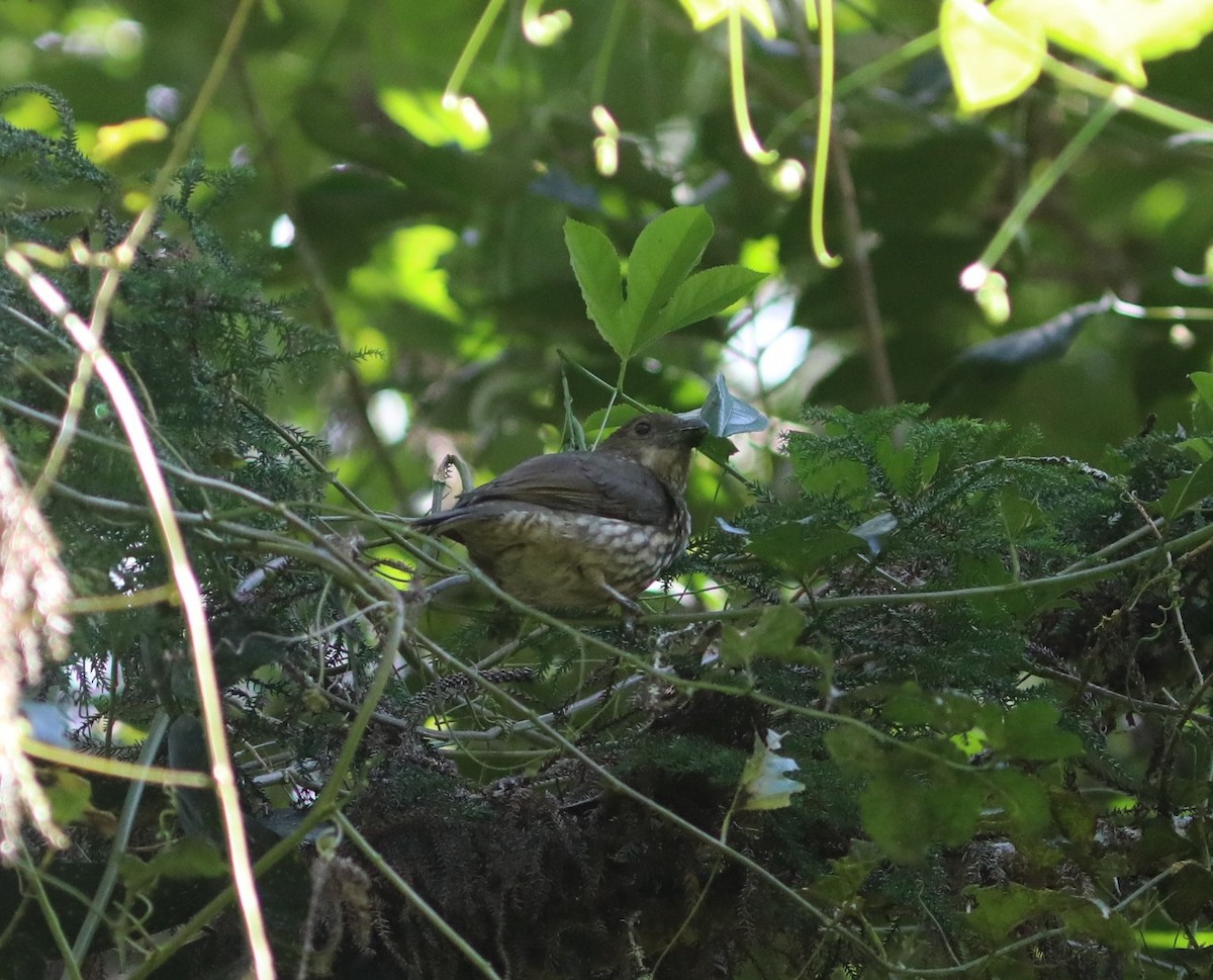 Tooth-billed Bowerbird - ML642120251