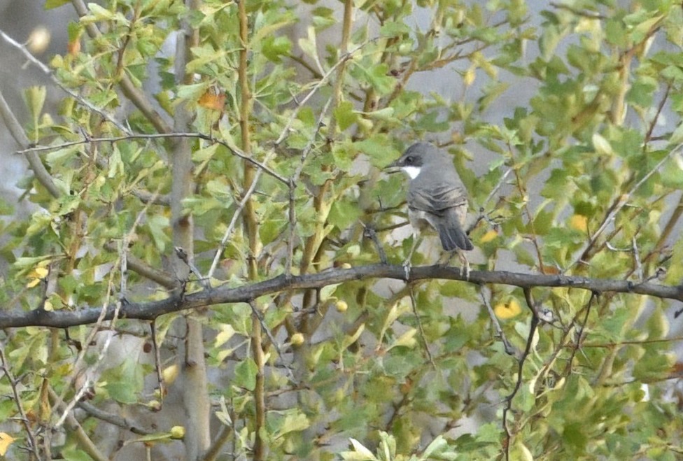 Western Orphean Warbler - ML642120279