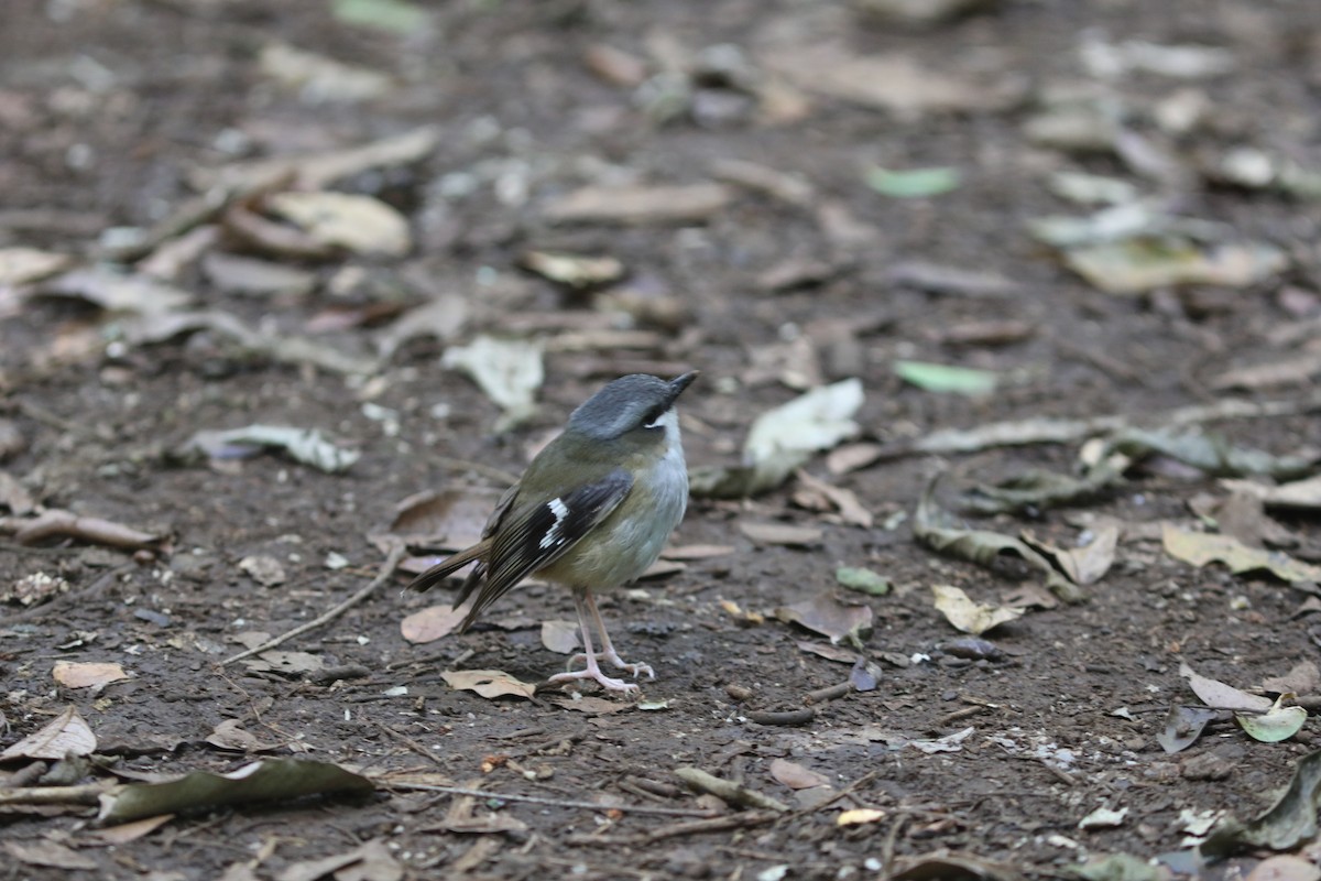Gray-headed Robin - ML642120280