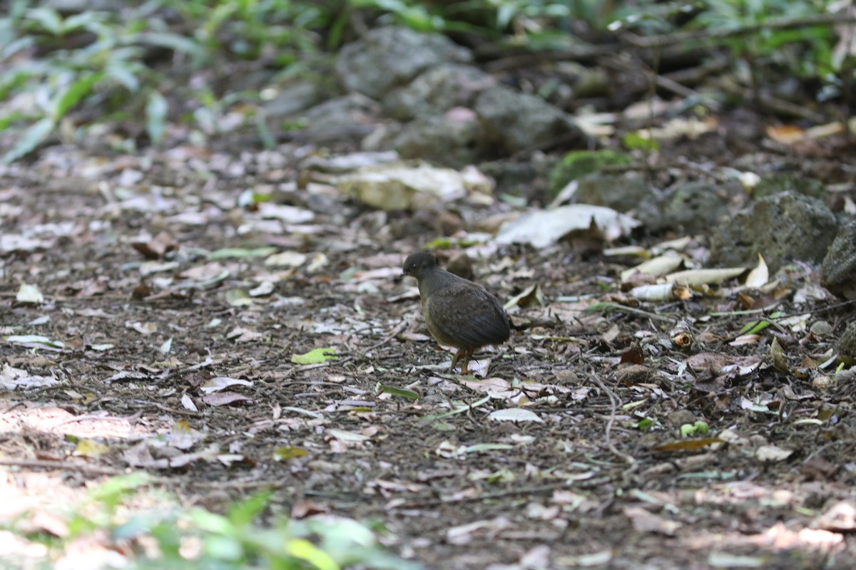 Orange-footed Megapode - ML642120281