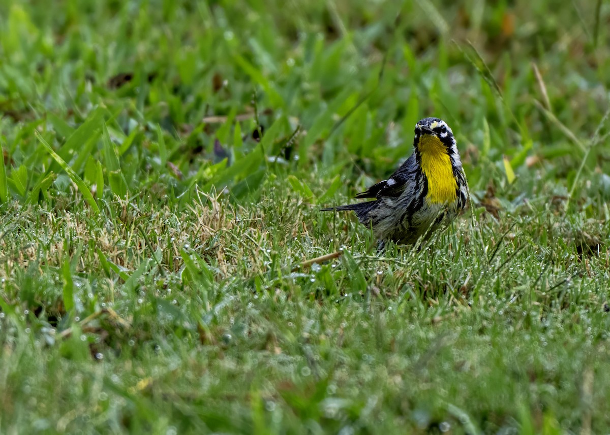 Yellow-throated Warbler - ML642120286