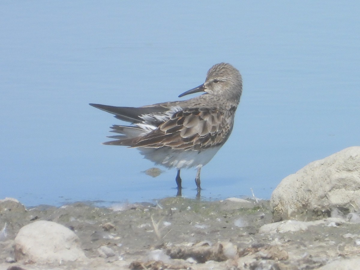 bonapartesnipe - ML642120293