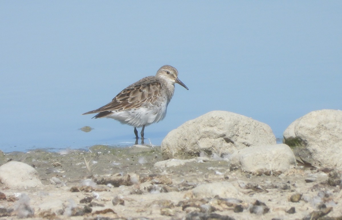 bonapartesnipe - ML642120294