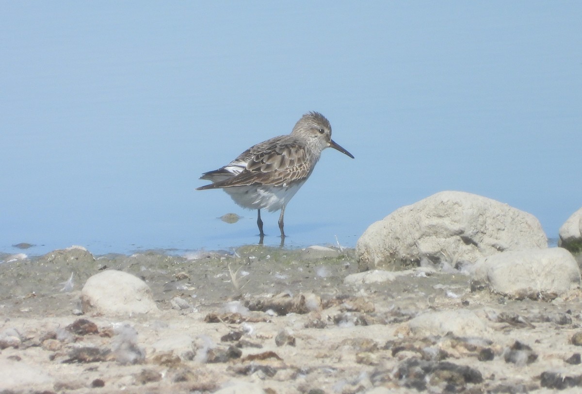 bonapartesnipe - ML642120295