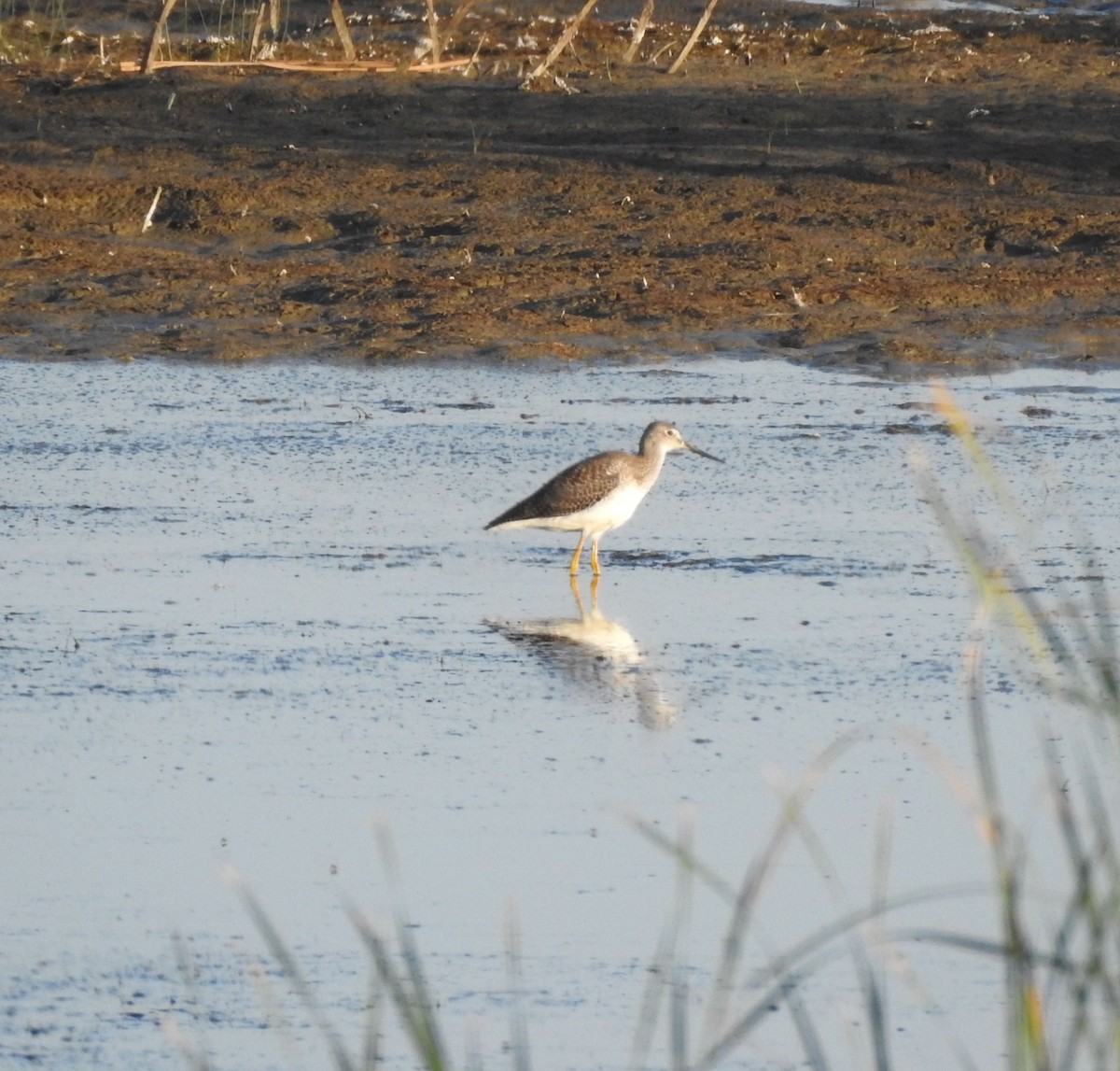 Greater Yellowlegs - ML642120308