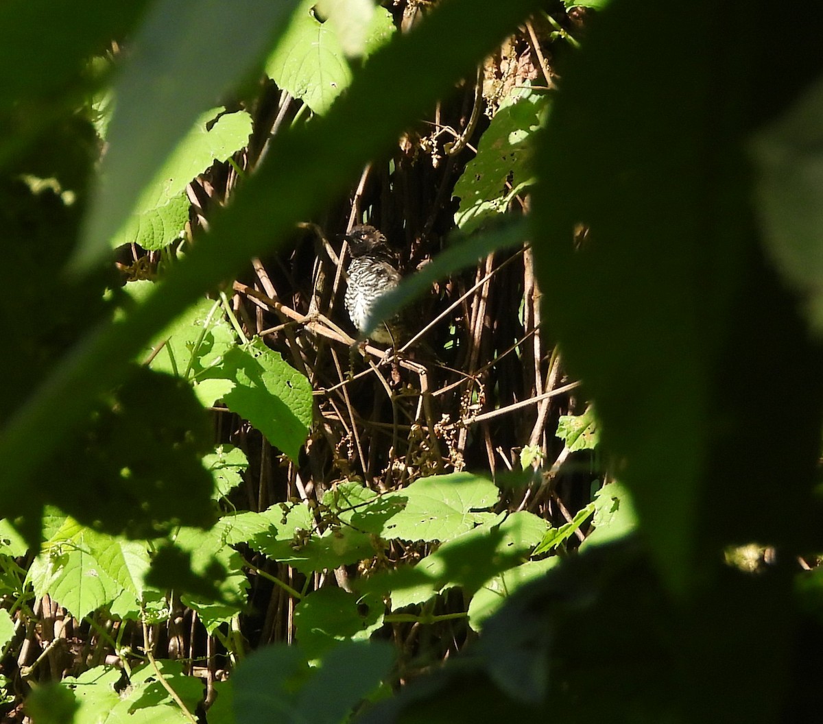 Banded Prinia - ML642120309