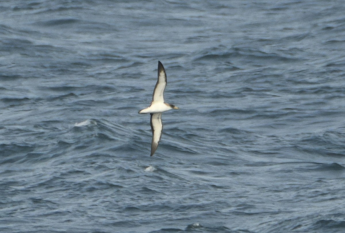 Cory's Shearwater - ML642120324