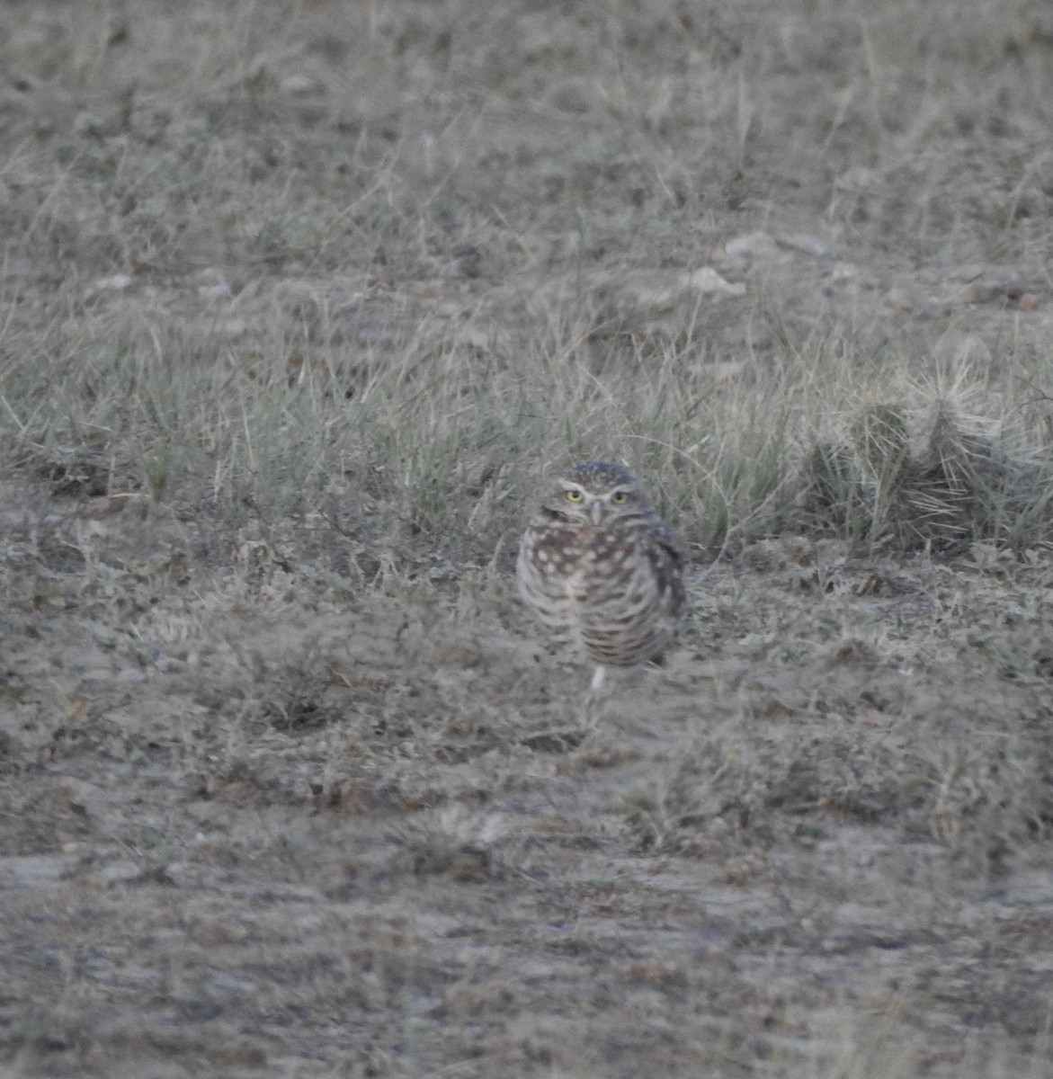 Burrowing Owl - ML642120330