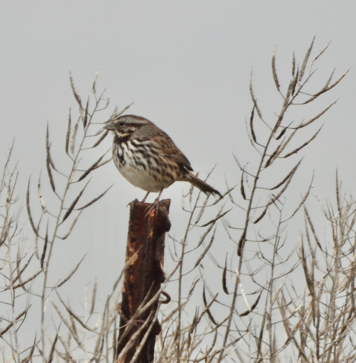 Song Sparrow - ML642120333