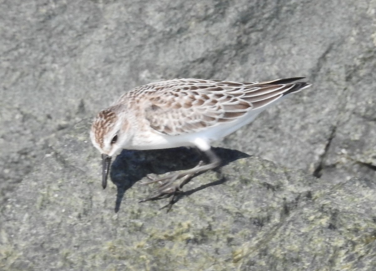 Sandstrandläufer - ML642120335