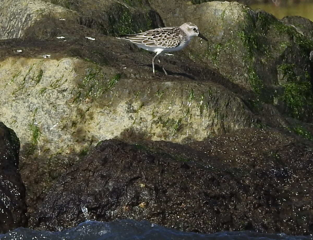 Sandstrandläufer - ML642120336