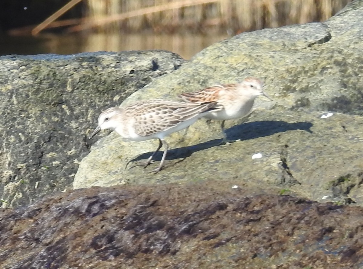Sandstrandläufer - ML642120337