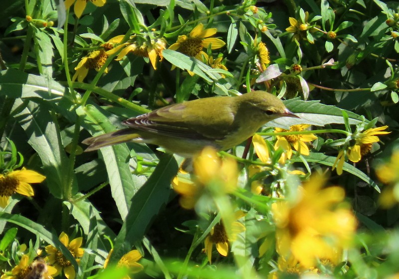 Tennessee Warbler - ML642120341