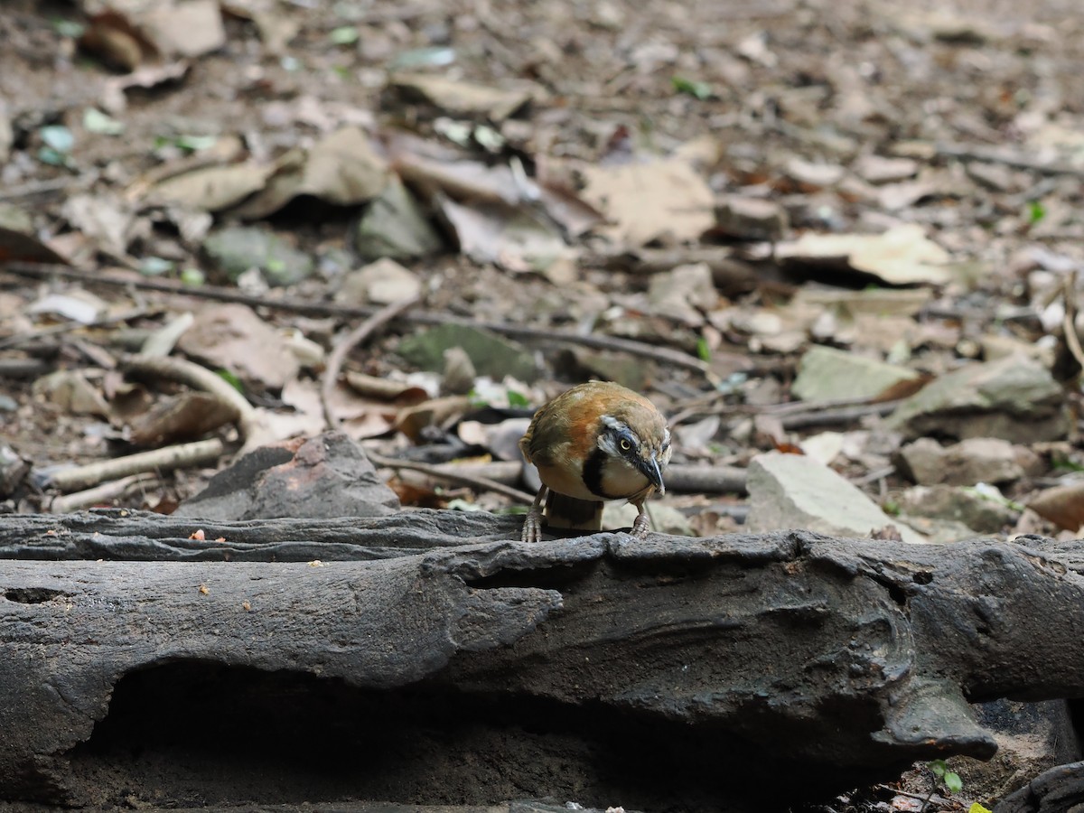 Lesser Necklaced Laughingthrush - ML642120350