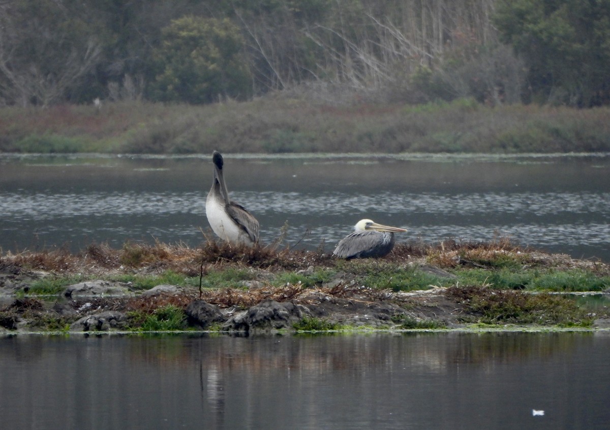 Brown Pelican - ML642120351