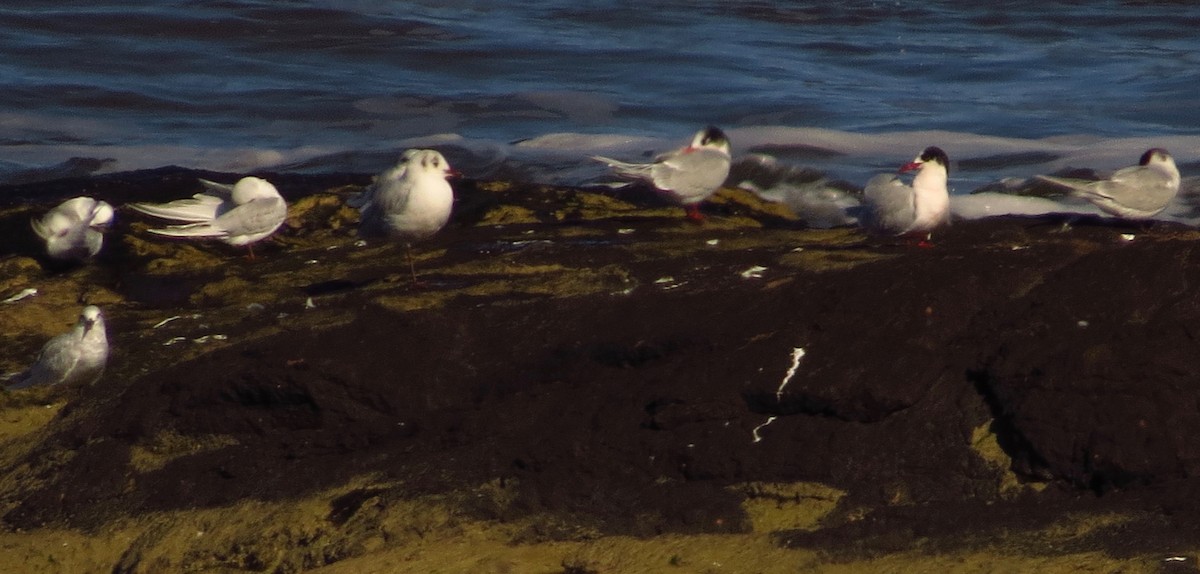 South American Tern - ML642120357