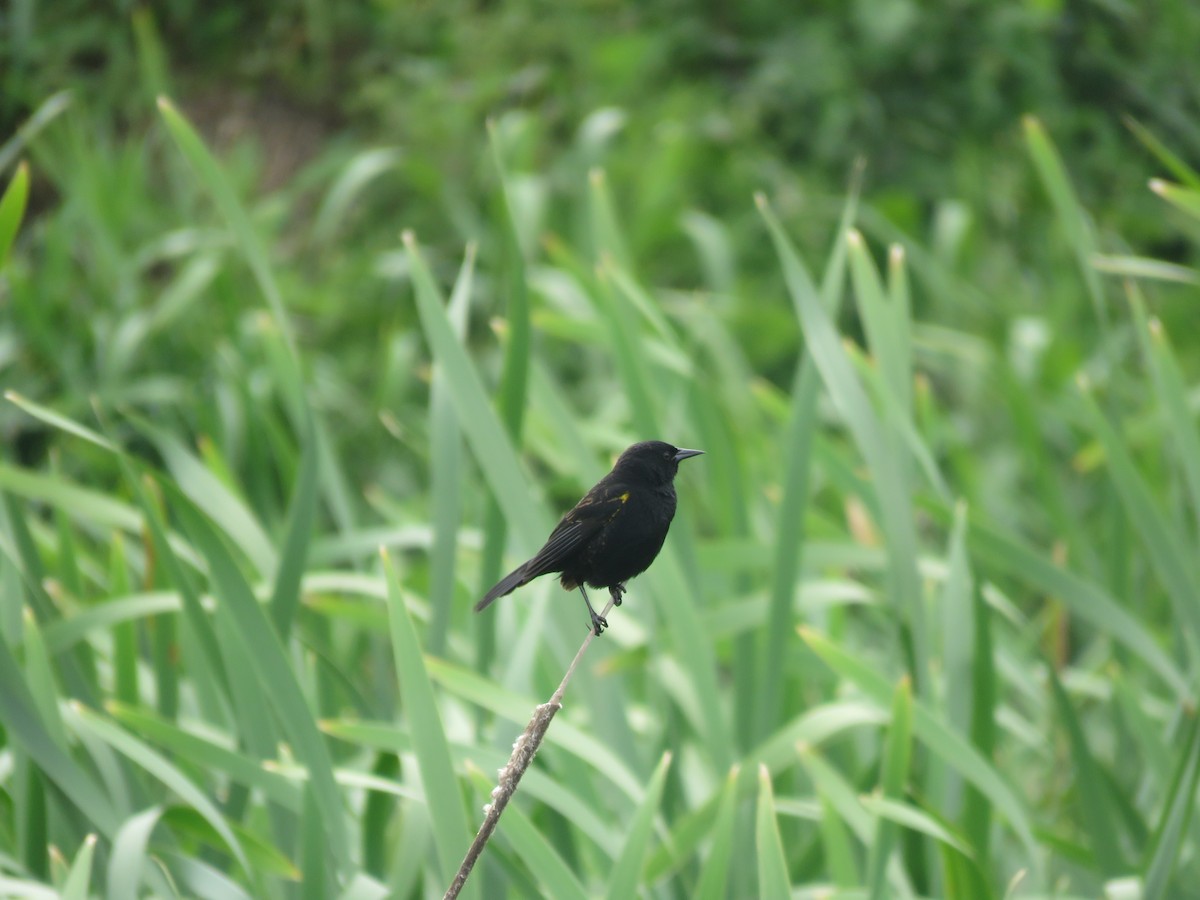 Yellow-winged Blackbird - ML642120358