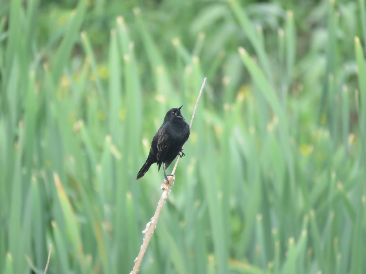 Yellow-winged Blackbird - ML642120359