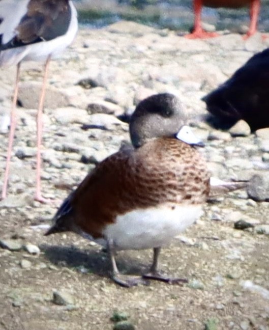 American Wigeon - ML642120367