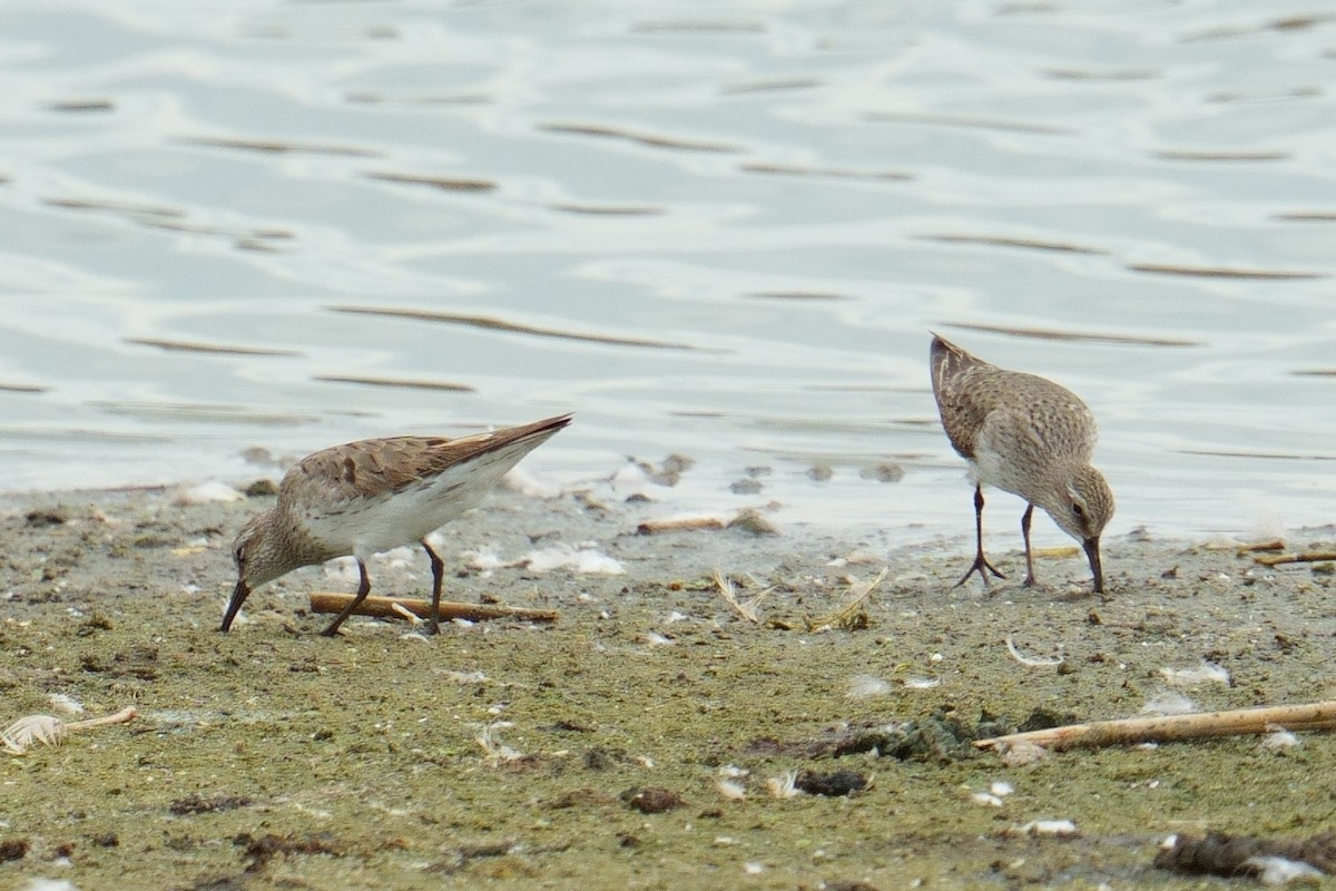 bonapartesnipe - ML642120369