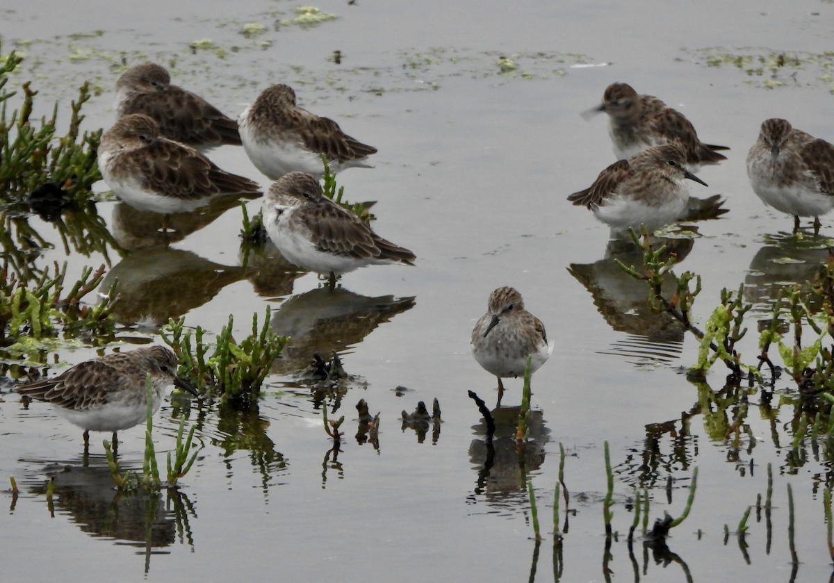 Least Sandpiper - ML642120380