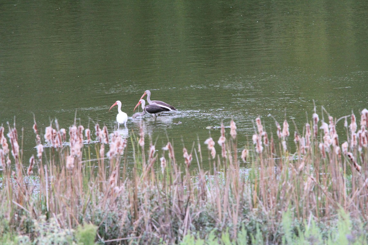 White Ibis - ML642120388