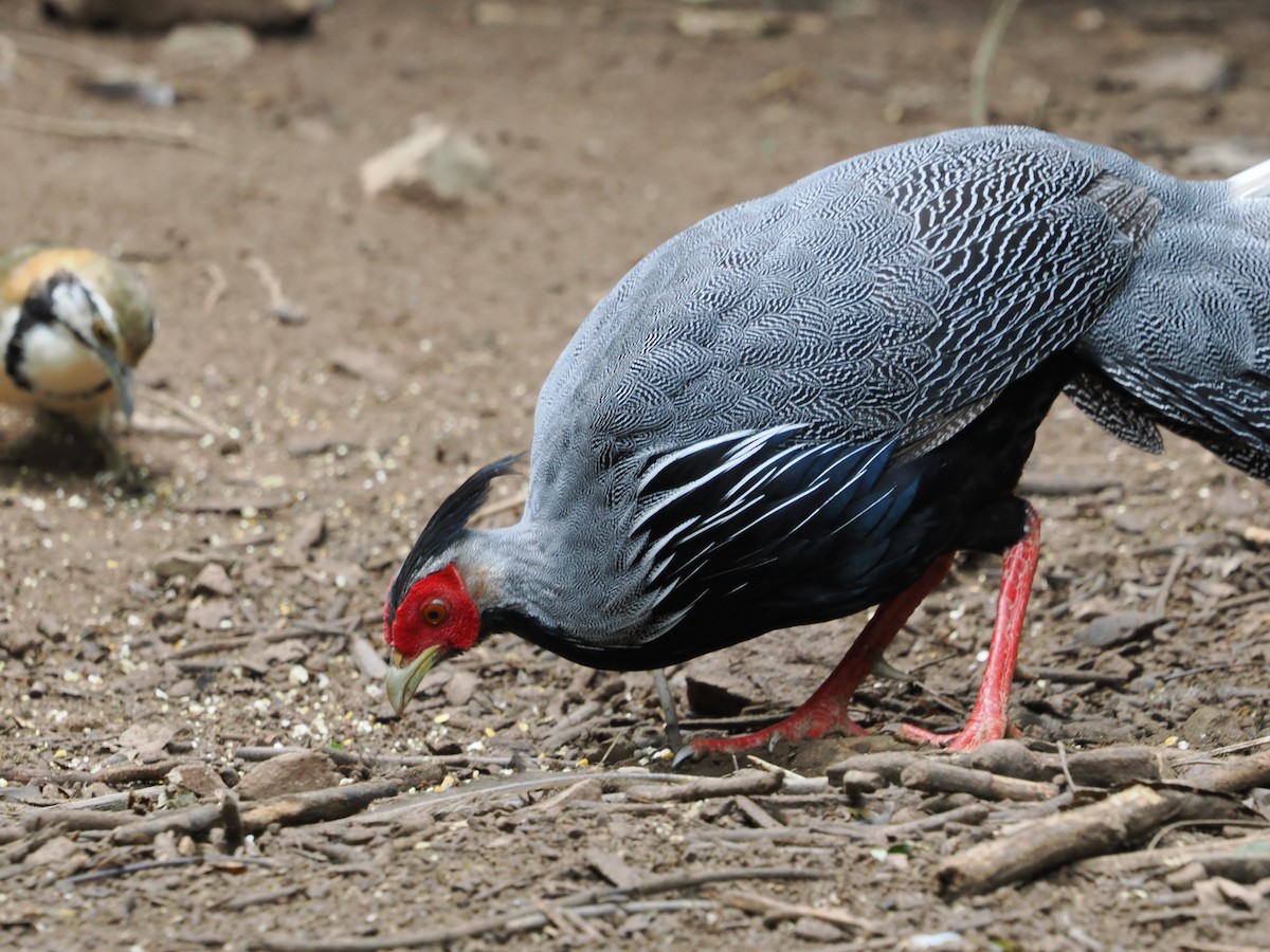 Kalij Pheasant - ML642120391
