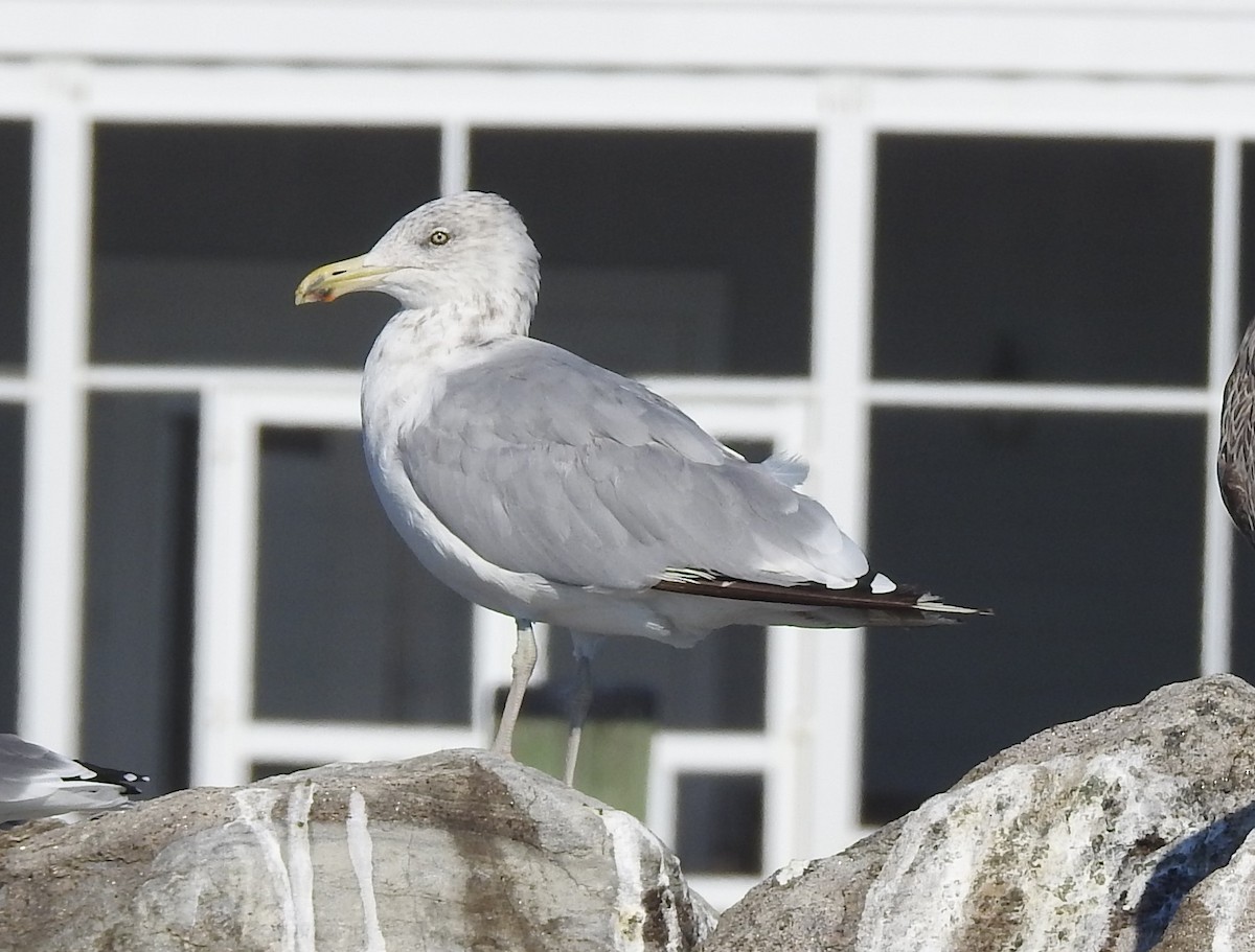 amerikagråmåke - ML642120402