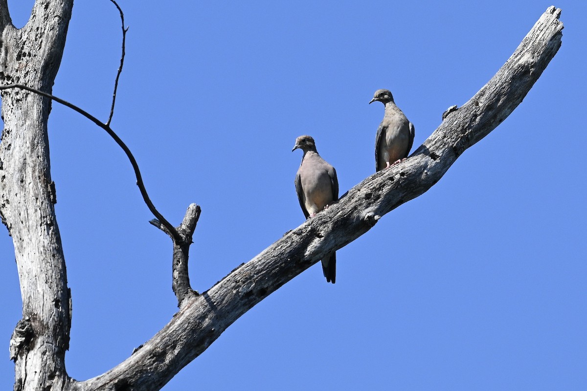 Mourning Dove - ML642120411