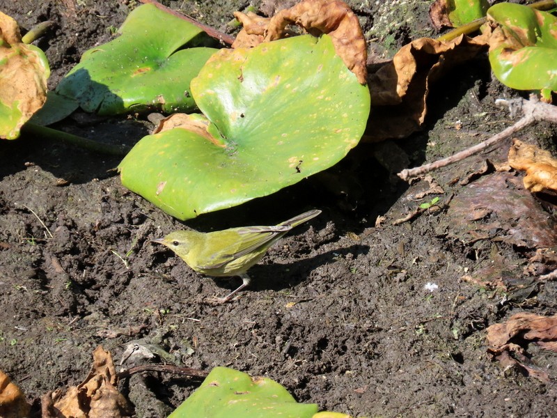 Tennessee Warbler - ML642120426