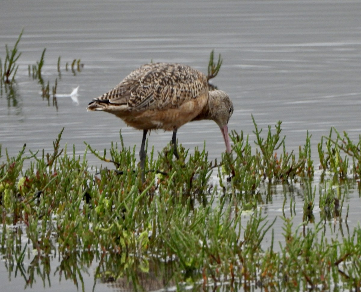 Marbled Godwit - ML642120427