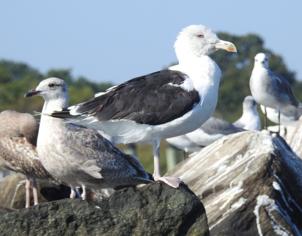 Great Black-backed Gull - ML642120429