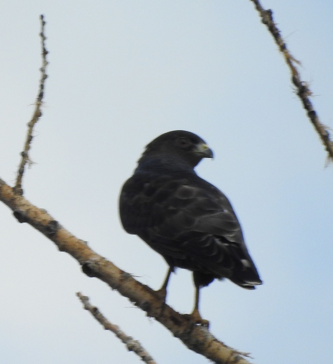 Broad-winged Hawk - ML642120430