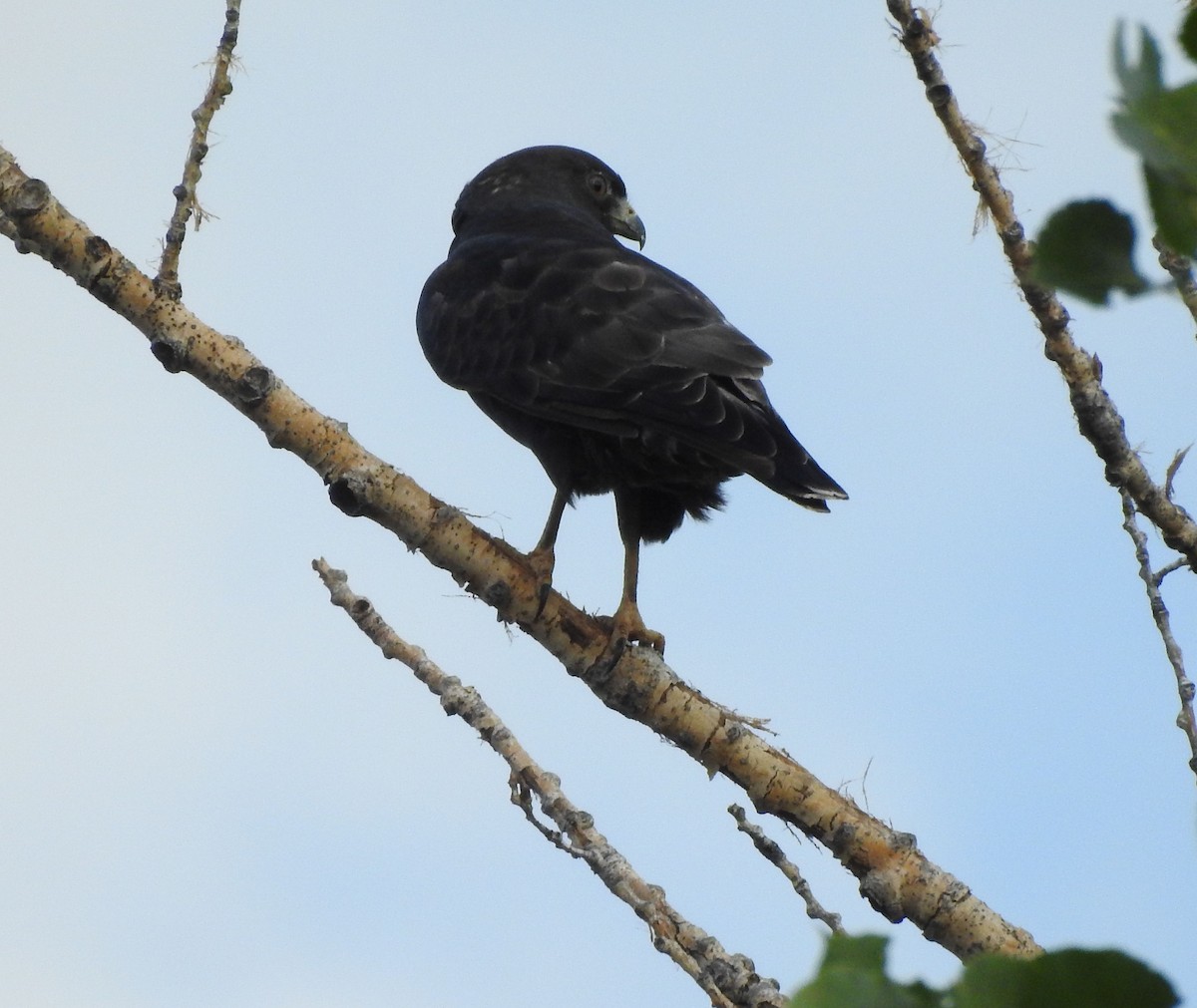 Broad-winged Hawk - ML642120431