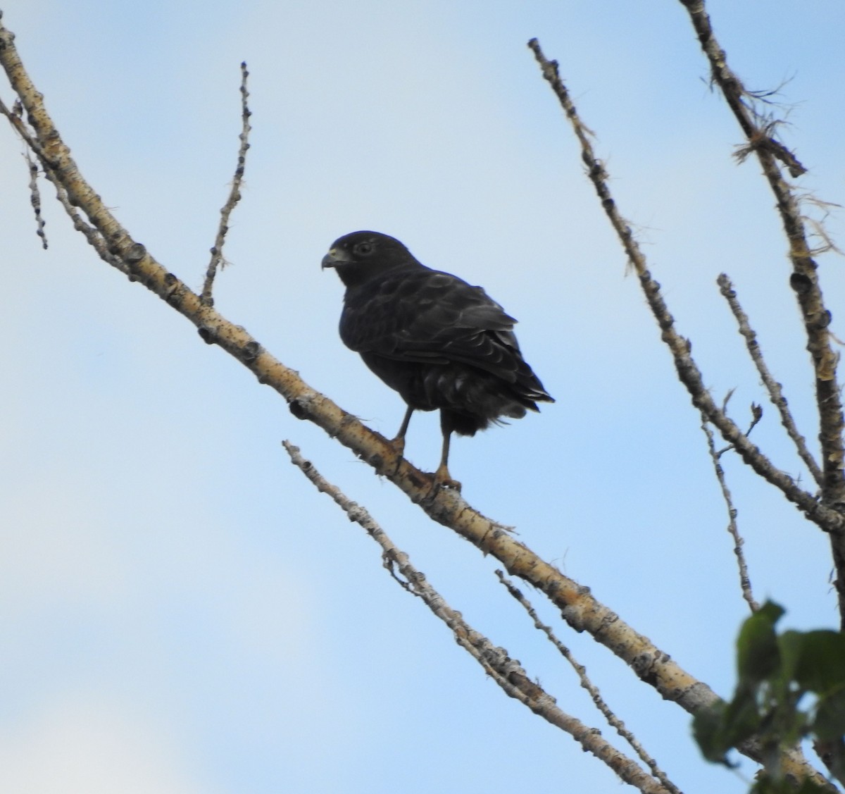 Broad-winged Hawk - ML642120432