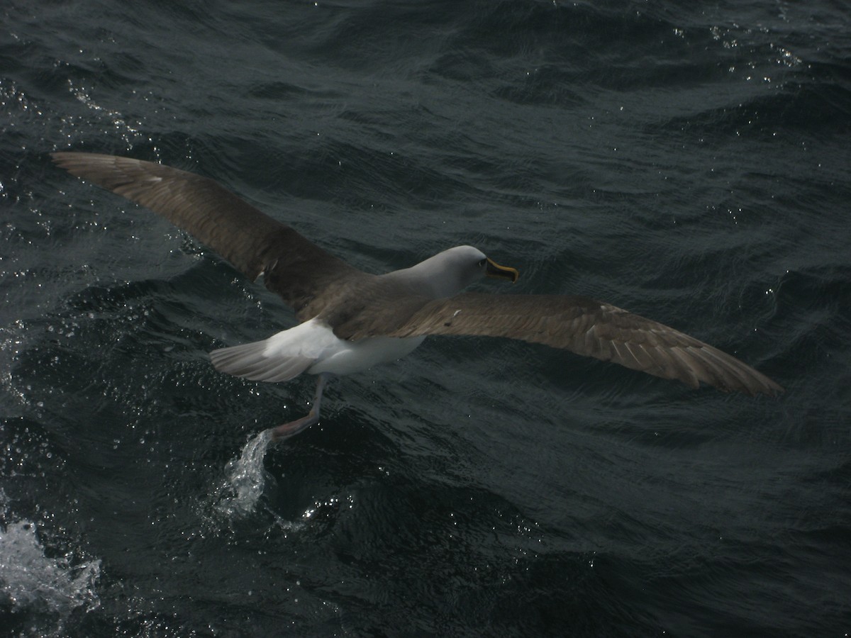 Buller's Albatross - ML642120436
