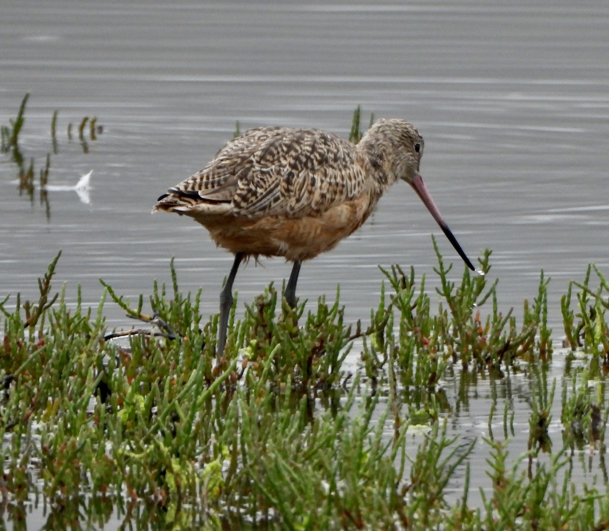 Marbled Godwit - ML642120440
