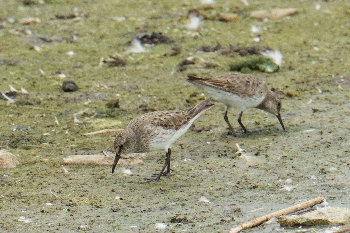 bonapartesnipe - ML642120442