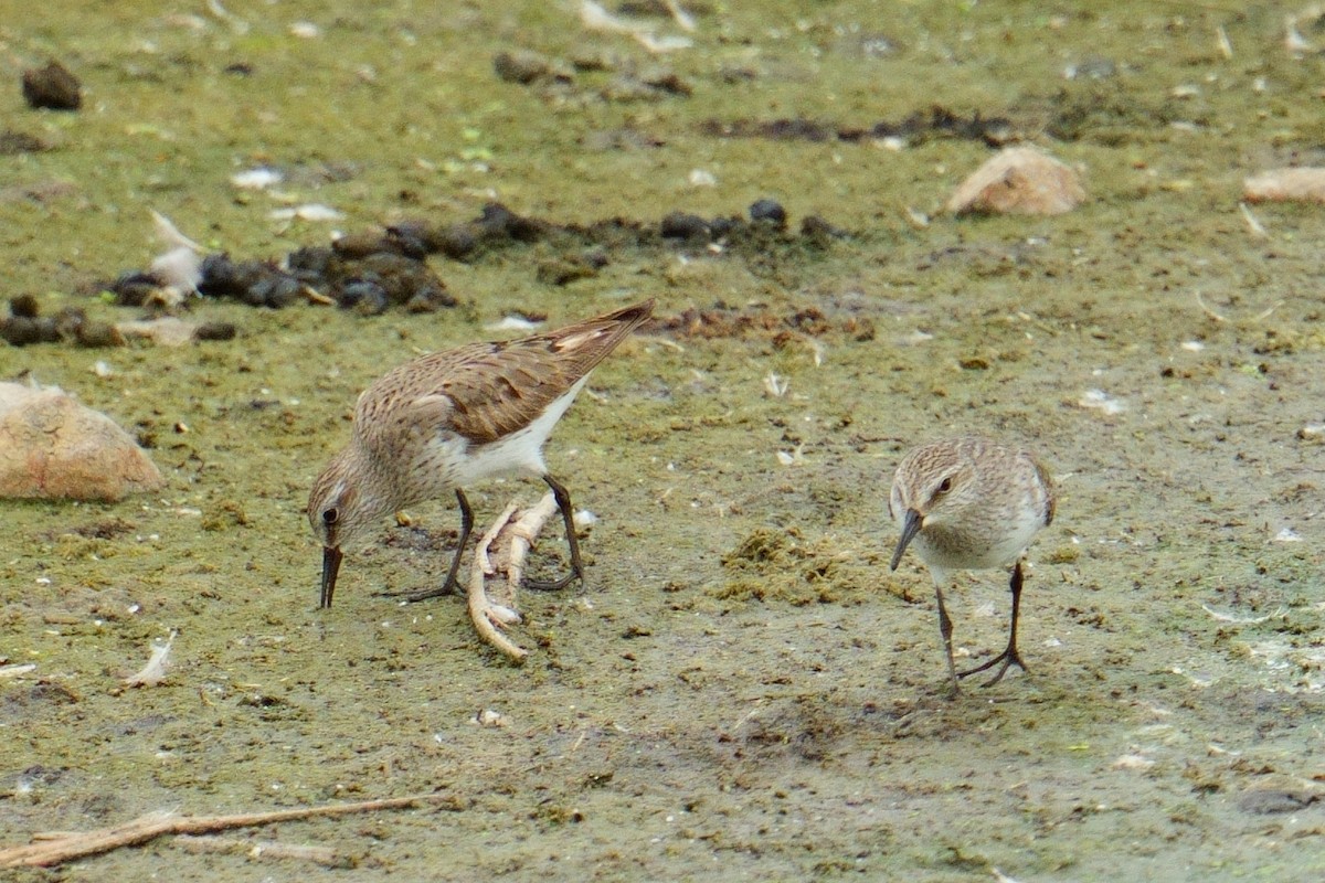 bonapartesnipe - ML642120443