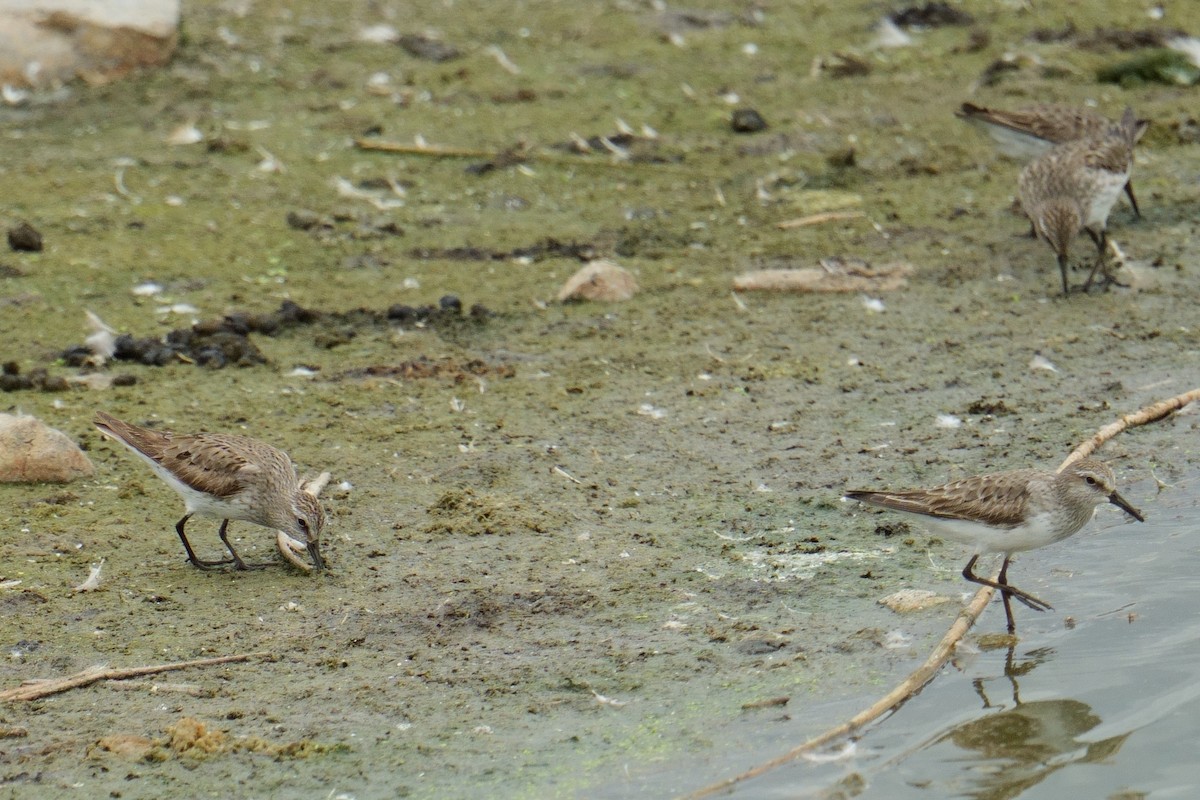 bonapartesnipe - ML642120445