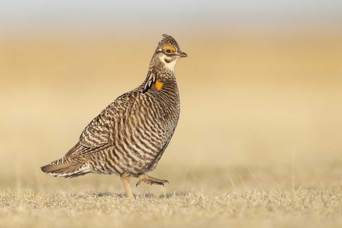 Tétras des prairies - ML642120449