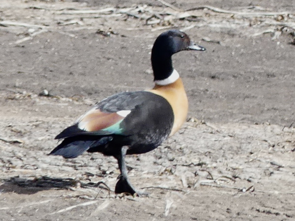 Australian Shelduck - ML642120454