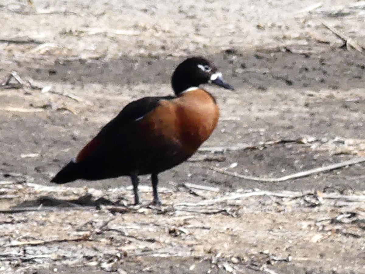Australian Shelduck - ML642120455