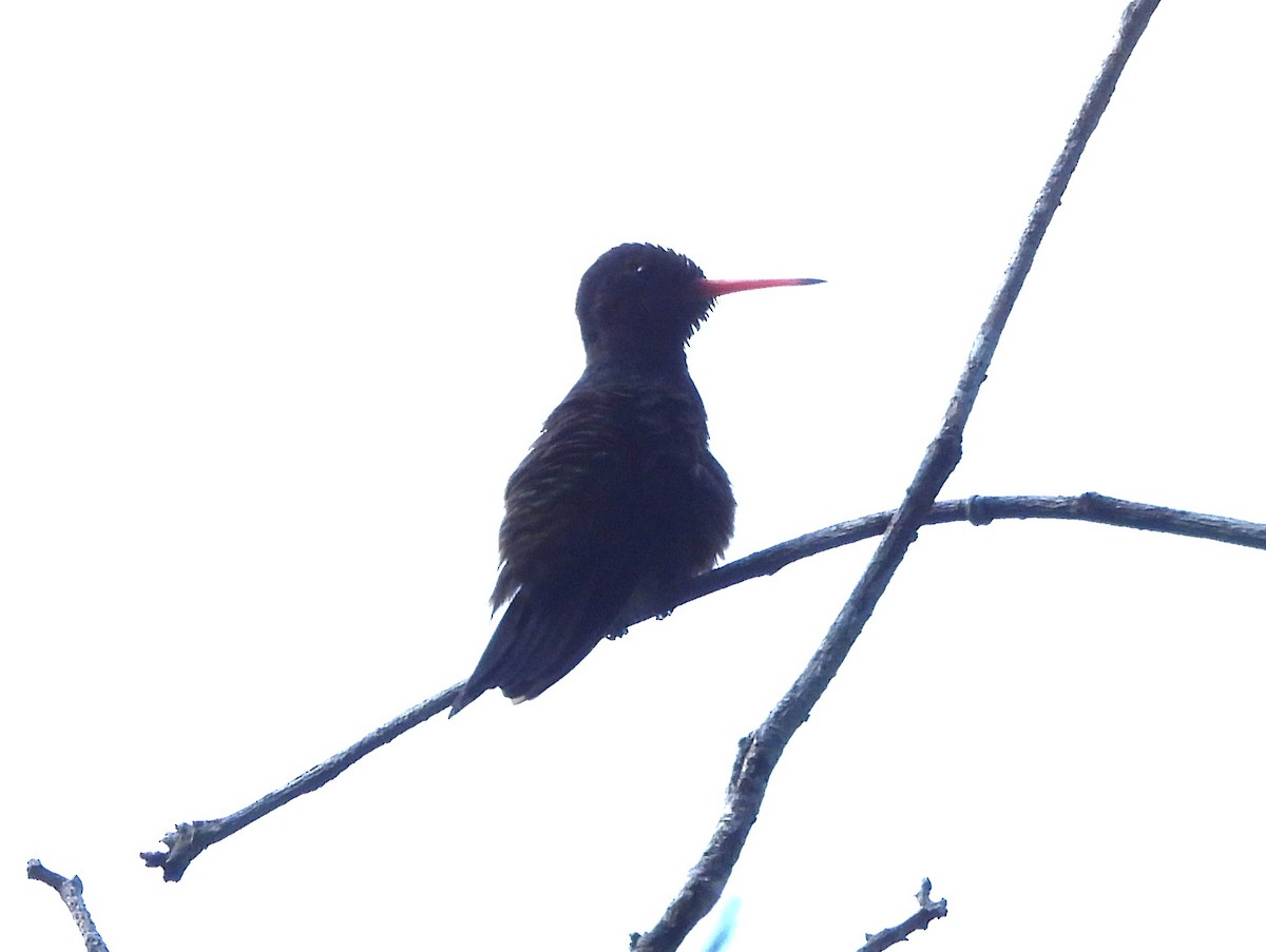 Colibri azuré - ML642120456