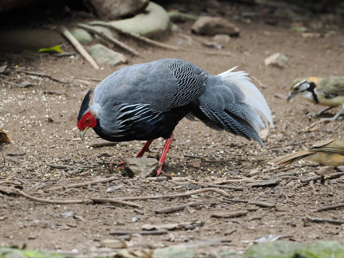 Kalij Pheasant - ML642120463