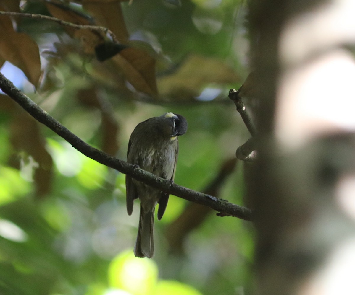 Cryptic Honeyeater - ML642120467