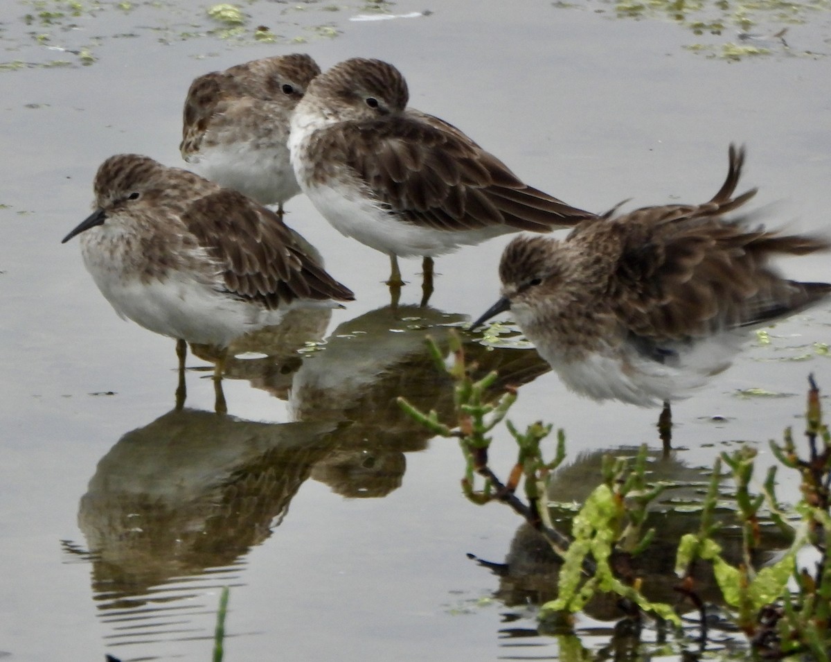 Least Sandpiper - ML642120470