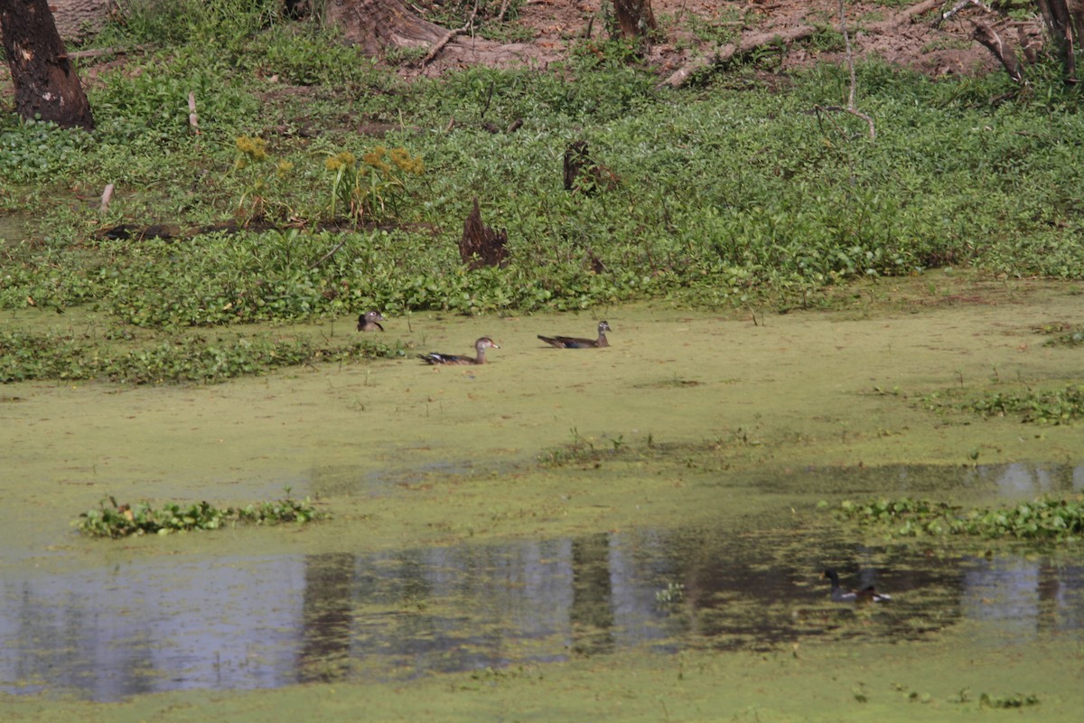 Wood Duck - ML642120480